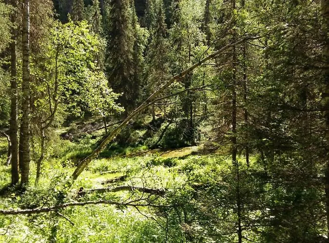 Salmikankaankelo C4 * Ruka